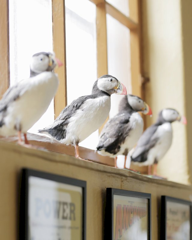 Täytetyt linnut rivissä BONK-museon ikkunalaudalla